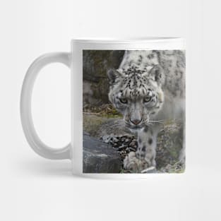 snow leopard looking for food running down a rocky hillside Mug